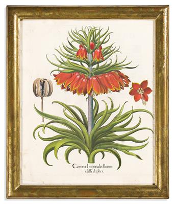 (BOTANICAL.) Basilus Besler. Group of 5 lovely hand-colored engraved plates from Hortus Eystettensis.